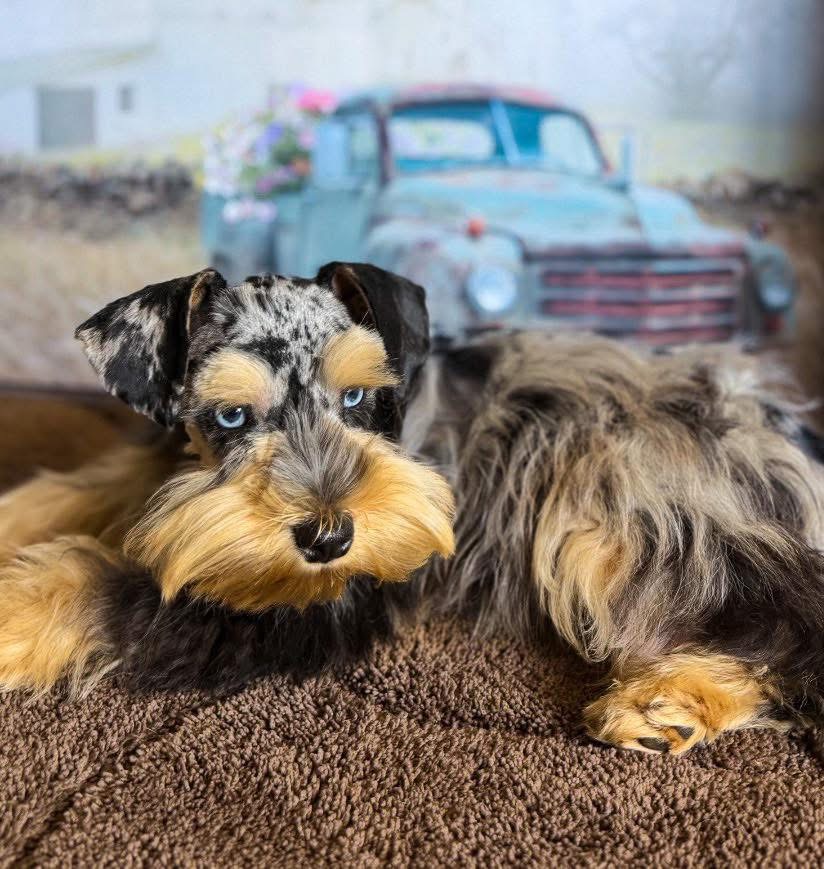 A past Mini Schnauzer, now grown, resting with a vintage truck backdrop