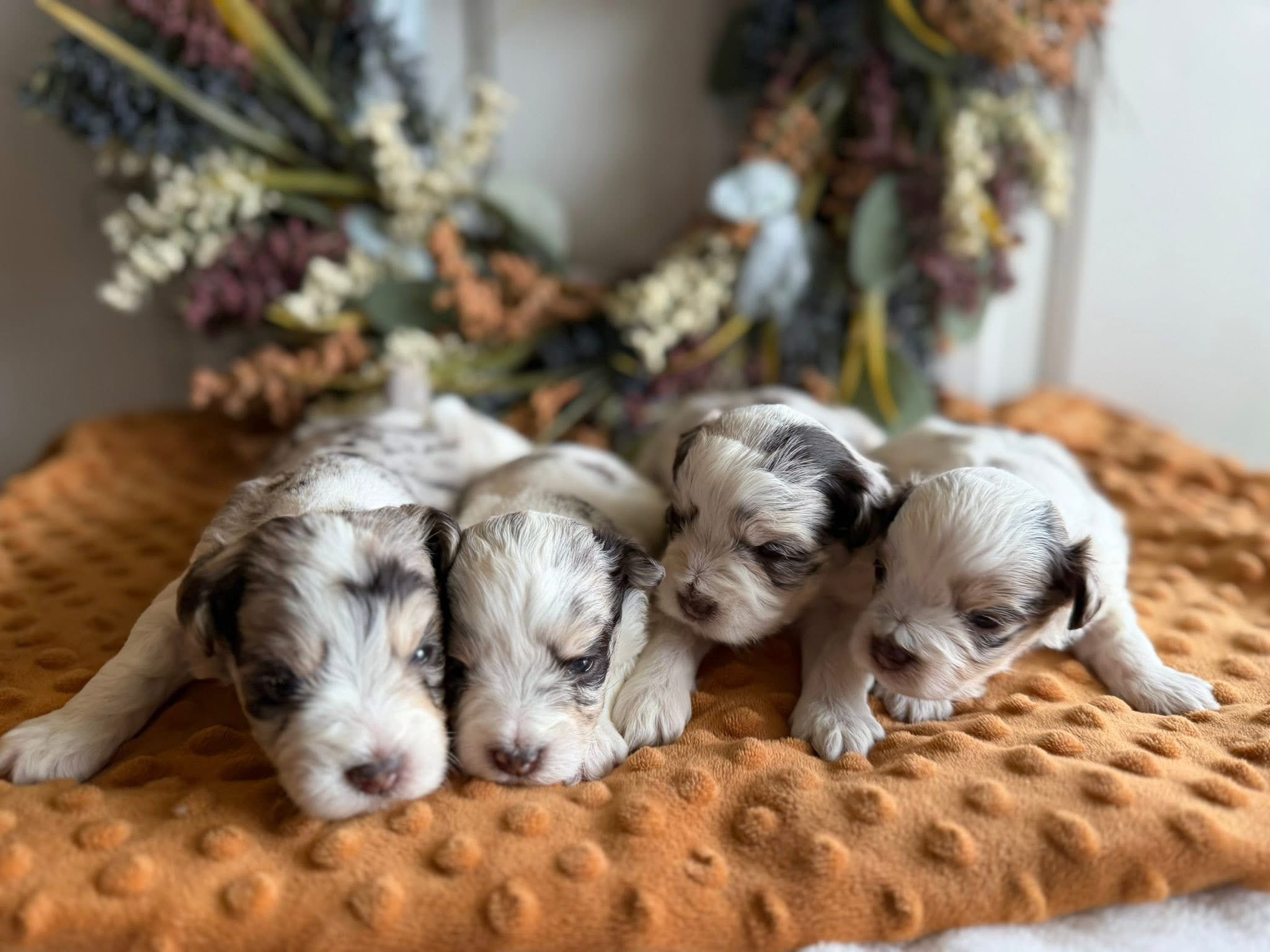 A litter of past Mini Schnauzer puppies cuddled together on a soft blanket