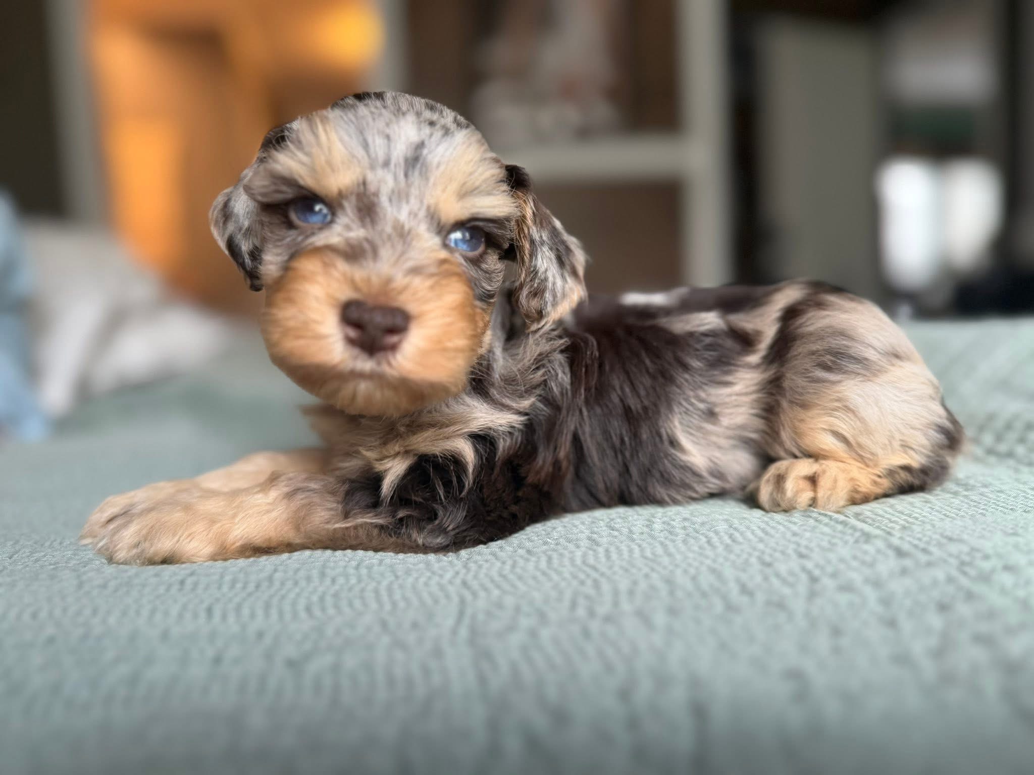 A past merle Mini Schnauzer puppy lounging on a soft blanket