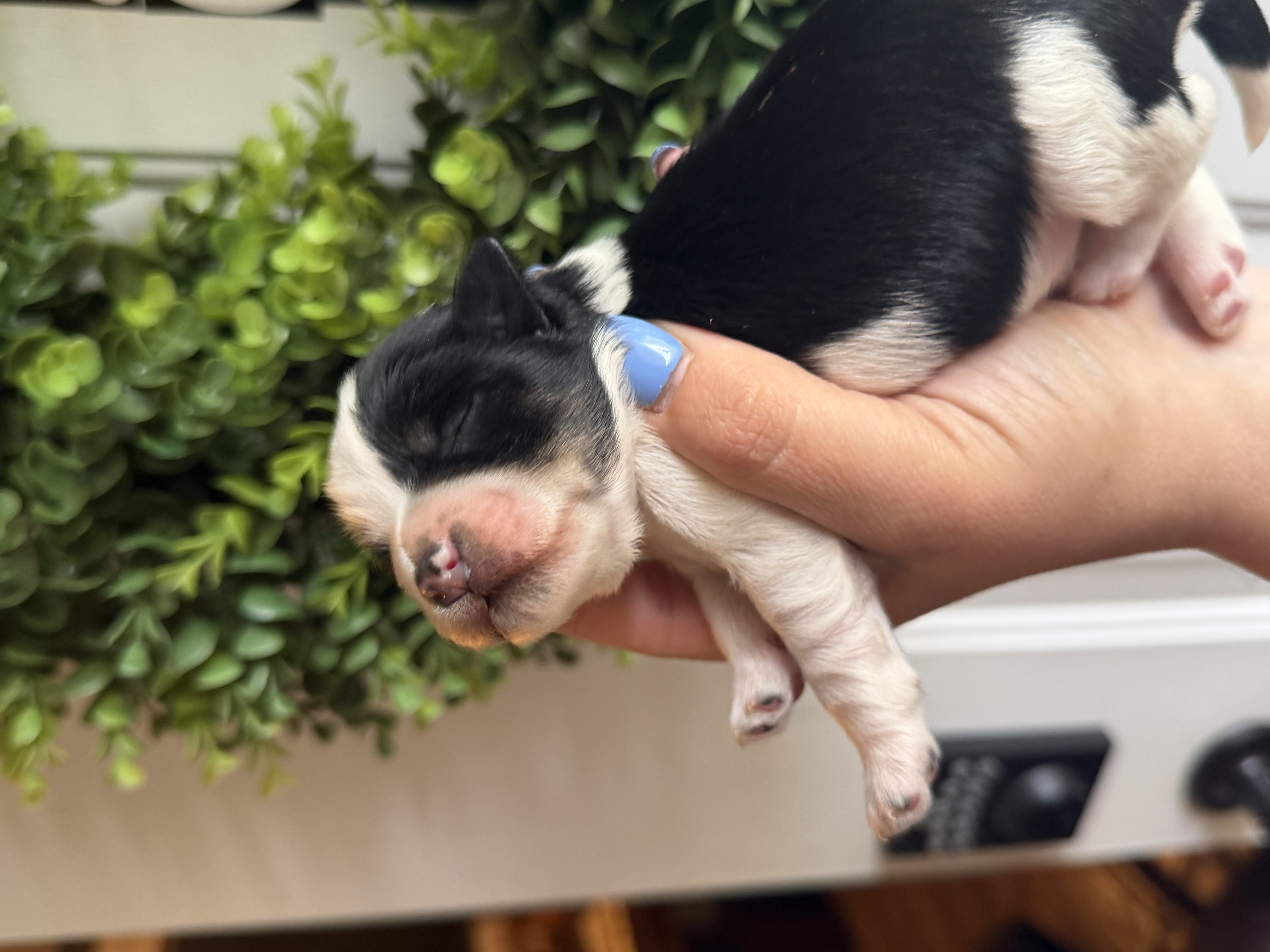 A brand new past Mini Schnauzer puppy with a tiny ribbon