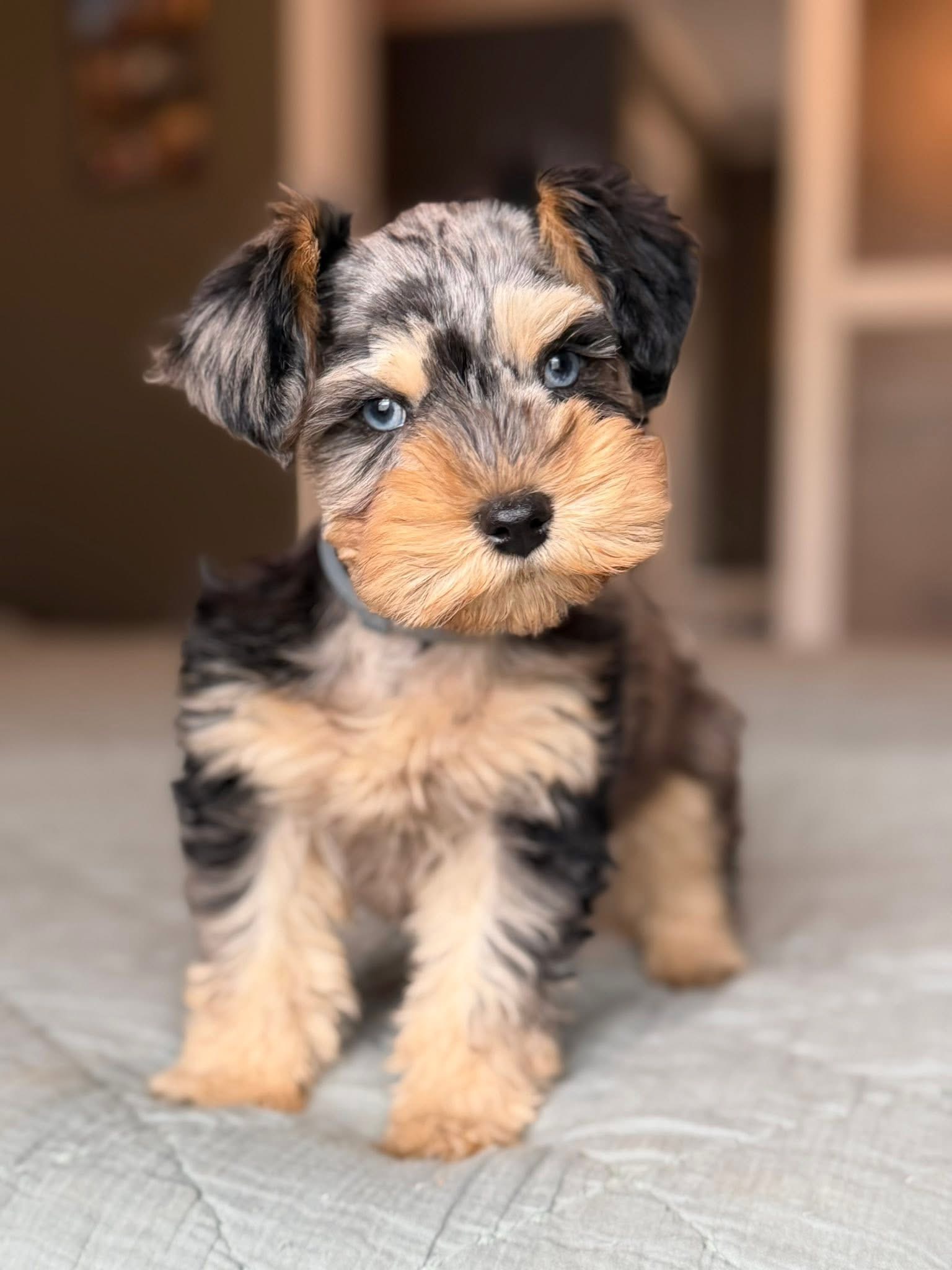 A portrait of a past merle Mini Schnauzer, grown into her full beauty