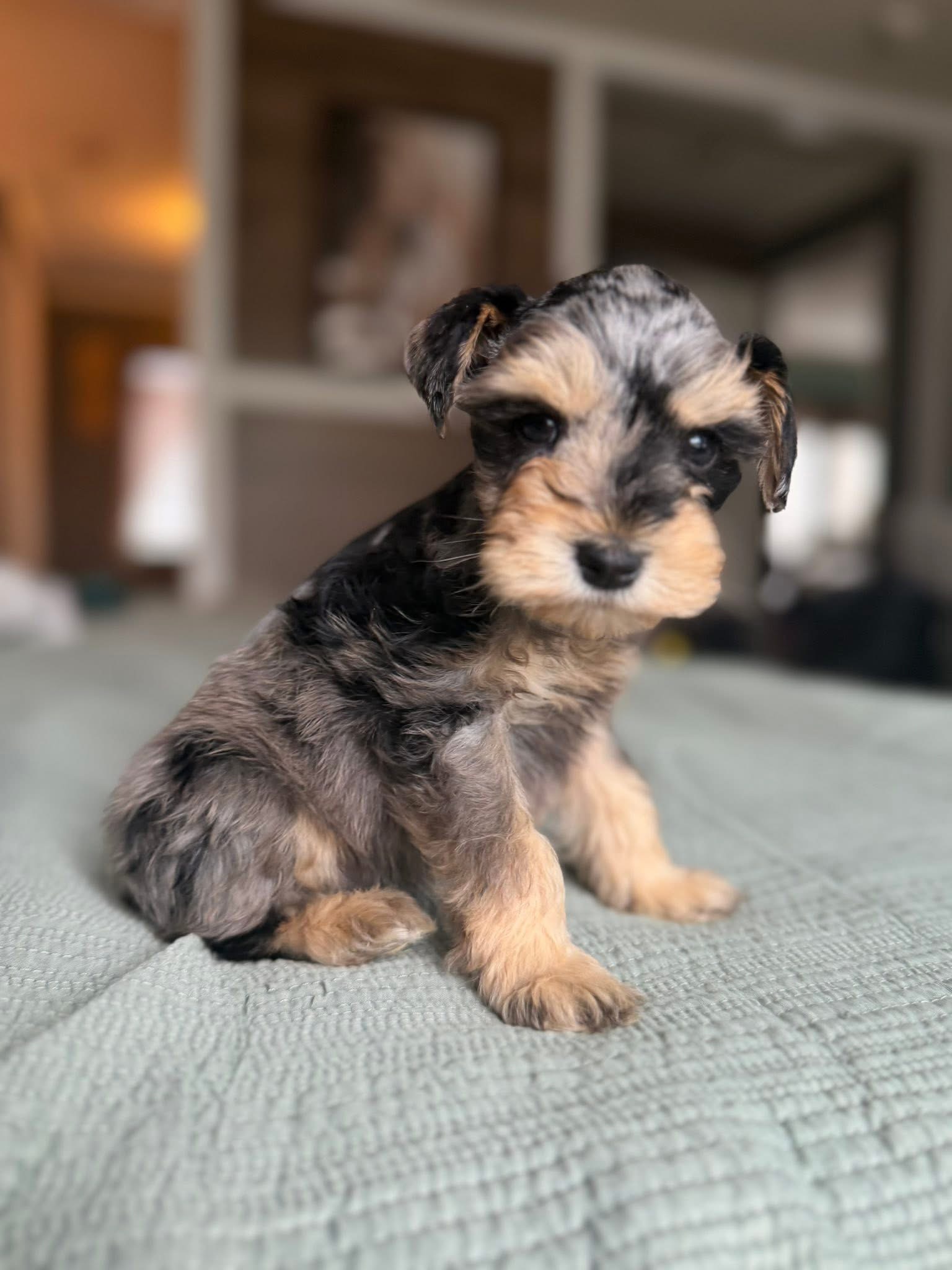 A past Mini Schnauzer sitting proudly on a green blanket