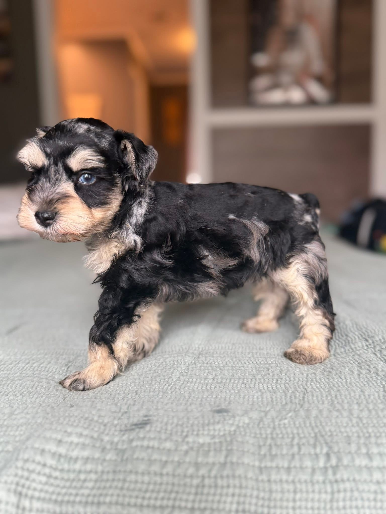 A past Mini Schnauzer standing in side profile, showing off her coat