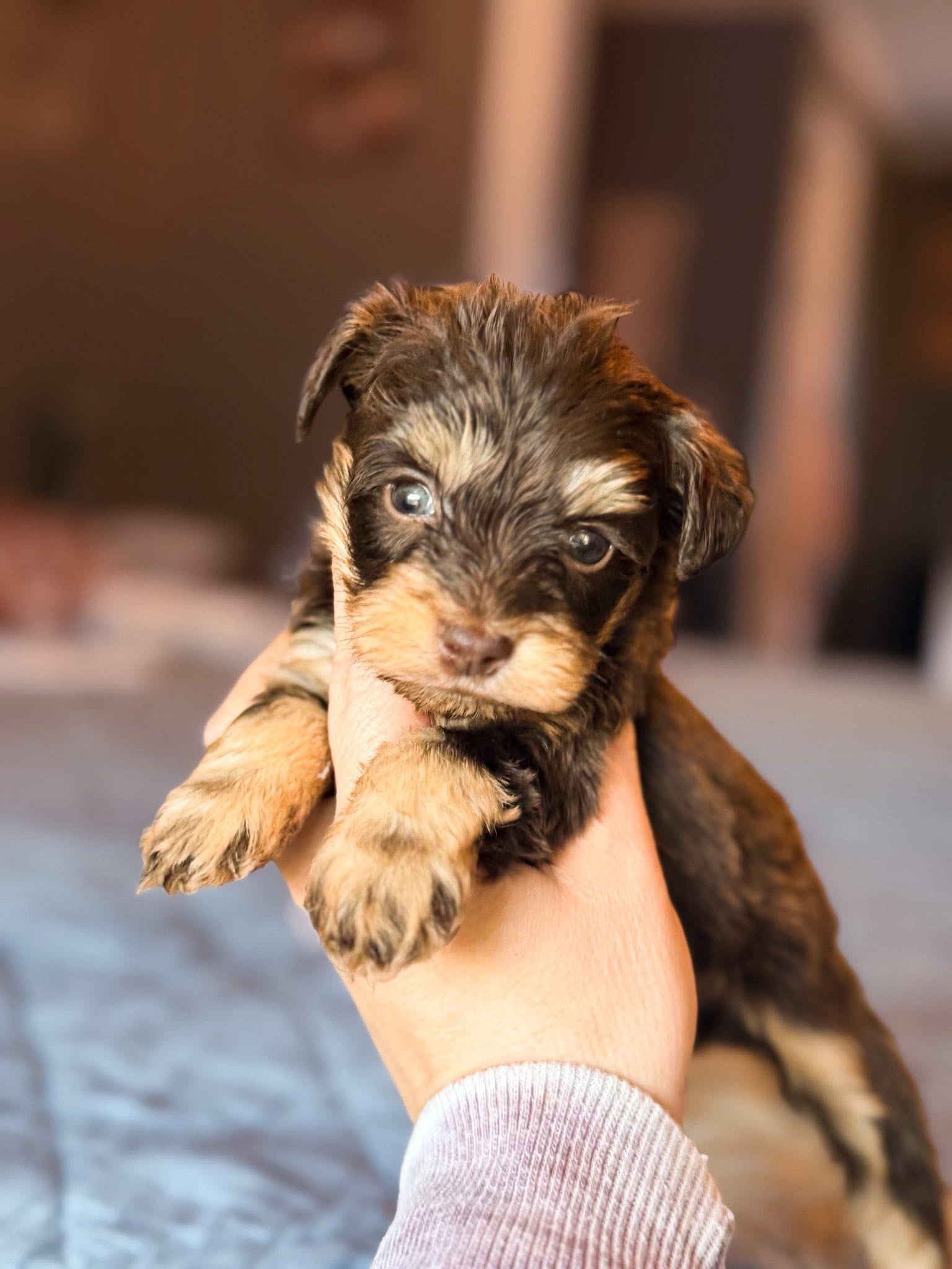 A tiny past chocolate Mini Schnauzer puppy held gently in hand
