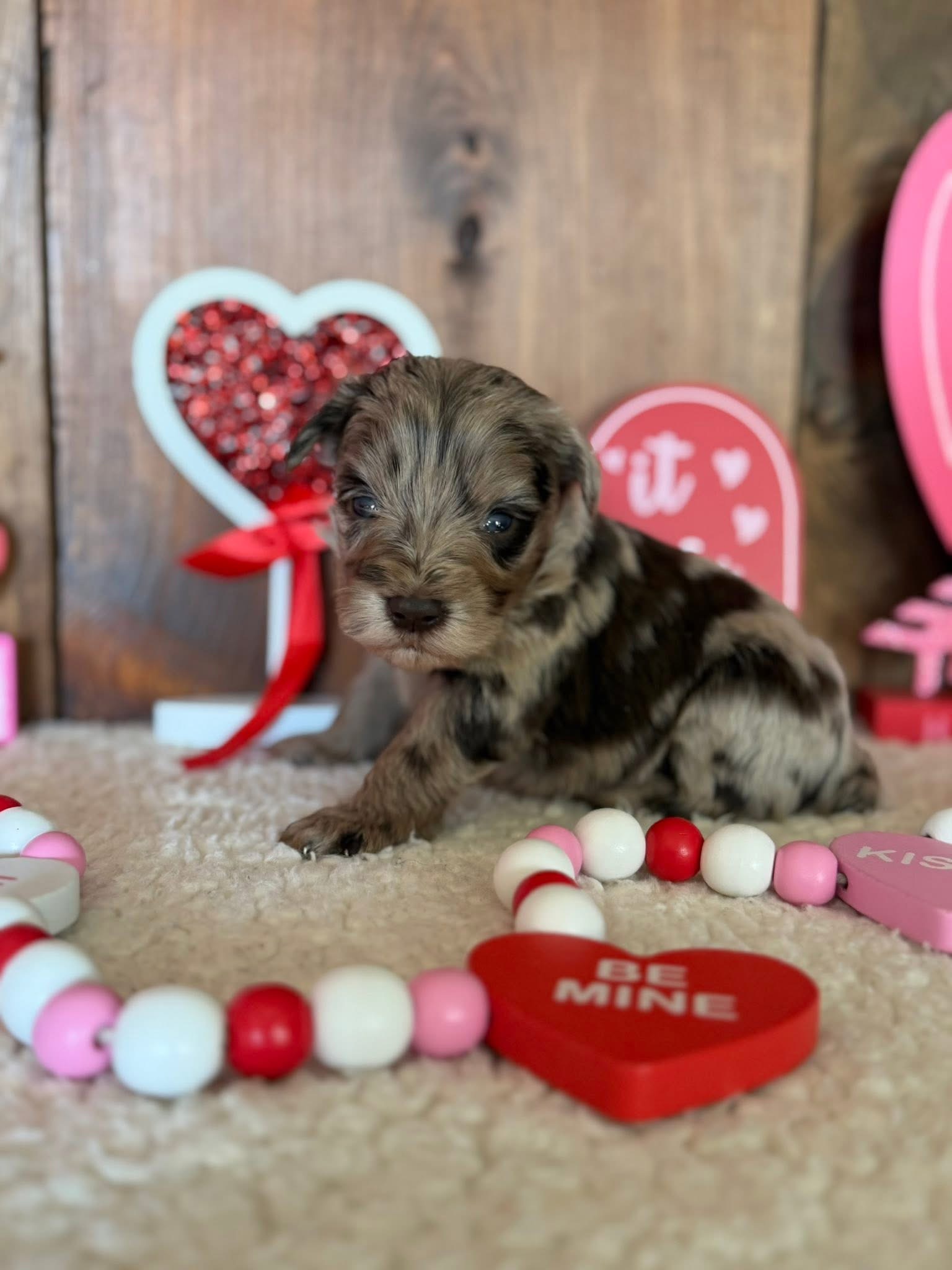 A past merle Mini Schnauzer puppy posing with Valentine's Day hearts