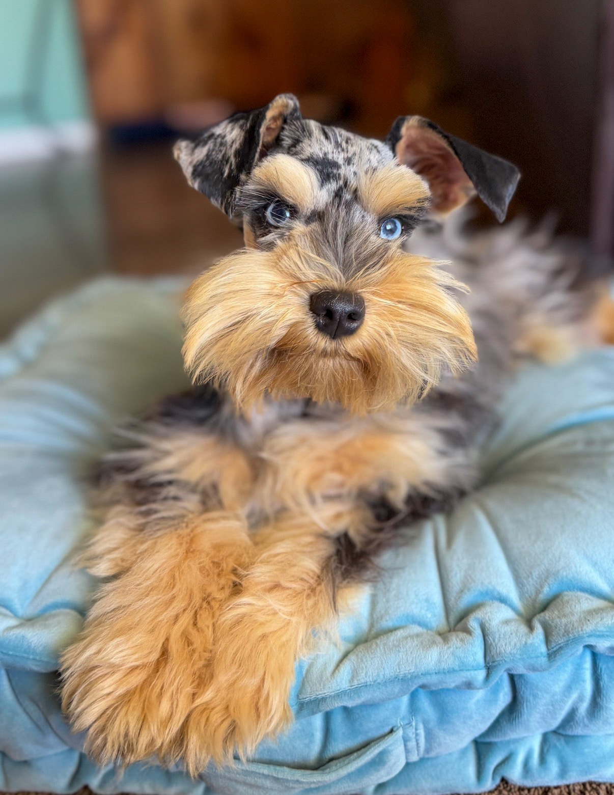Merle Mini Schnauzer puppy with blue eyes sitting on a teal cushion