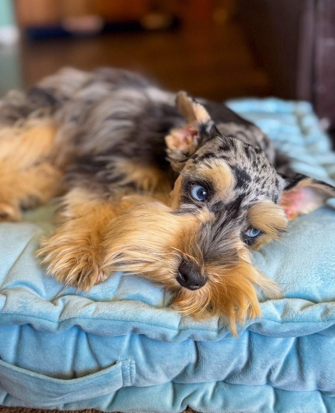 Merle Mini Schnauzer puppy lying down with bright blue eyes