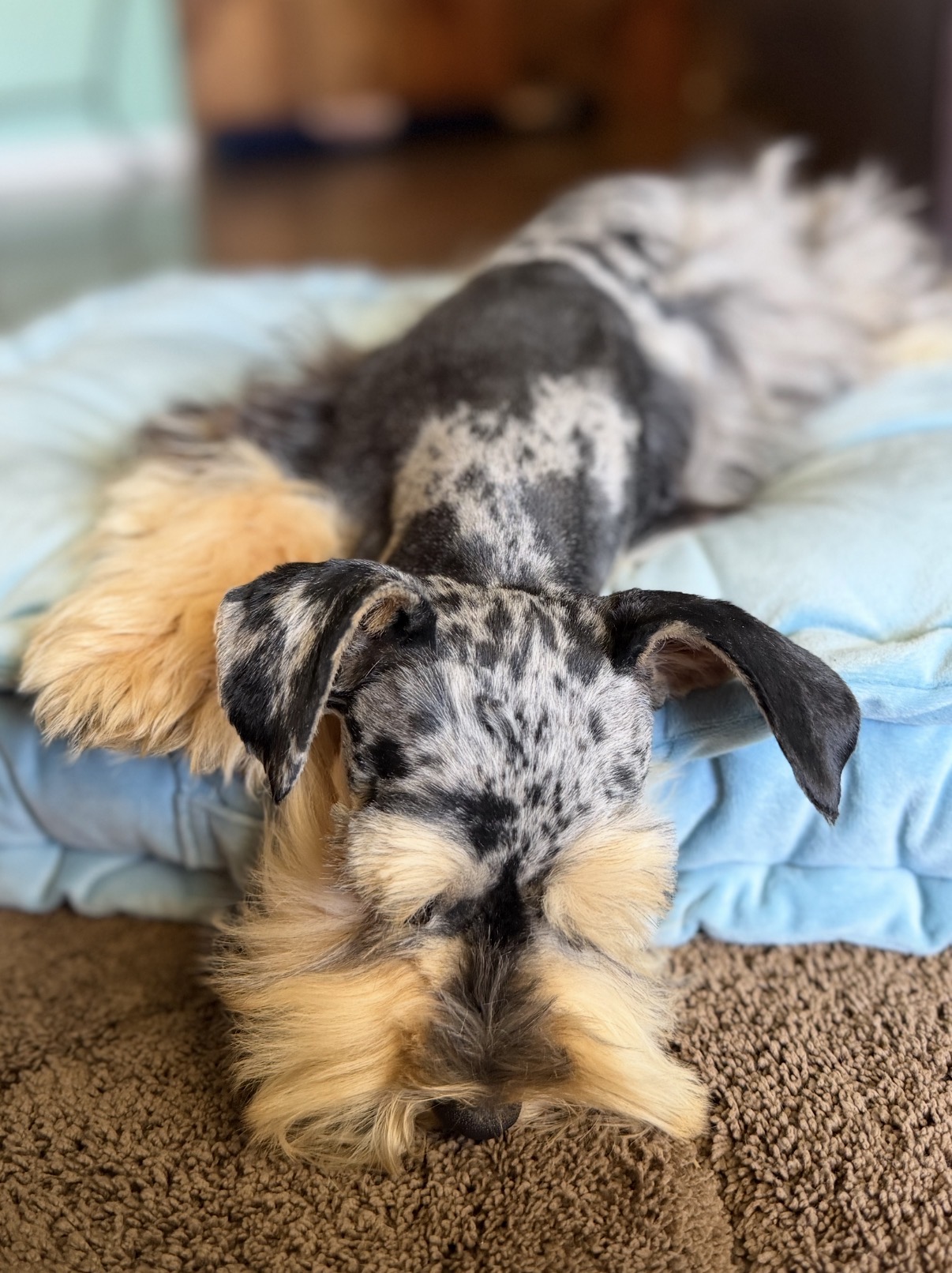 Merle Mini Schnauzer puppy resting its head on a blue pillow