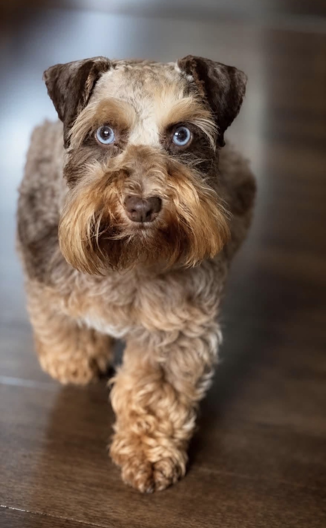 Reba, a liver and rust Miniature Schnauzer with bright blue eyes, walking toward the camera indoors