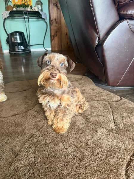 Reba, a liver and rust Miniature Schnauzer with warm brown coloring