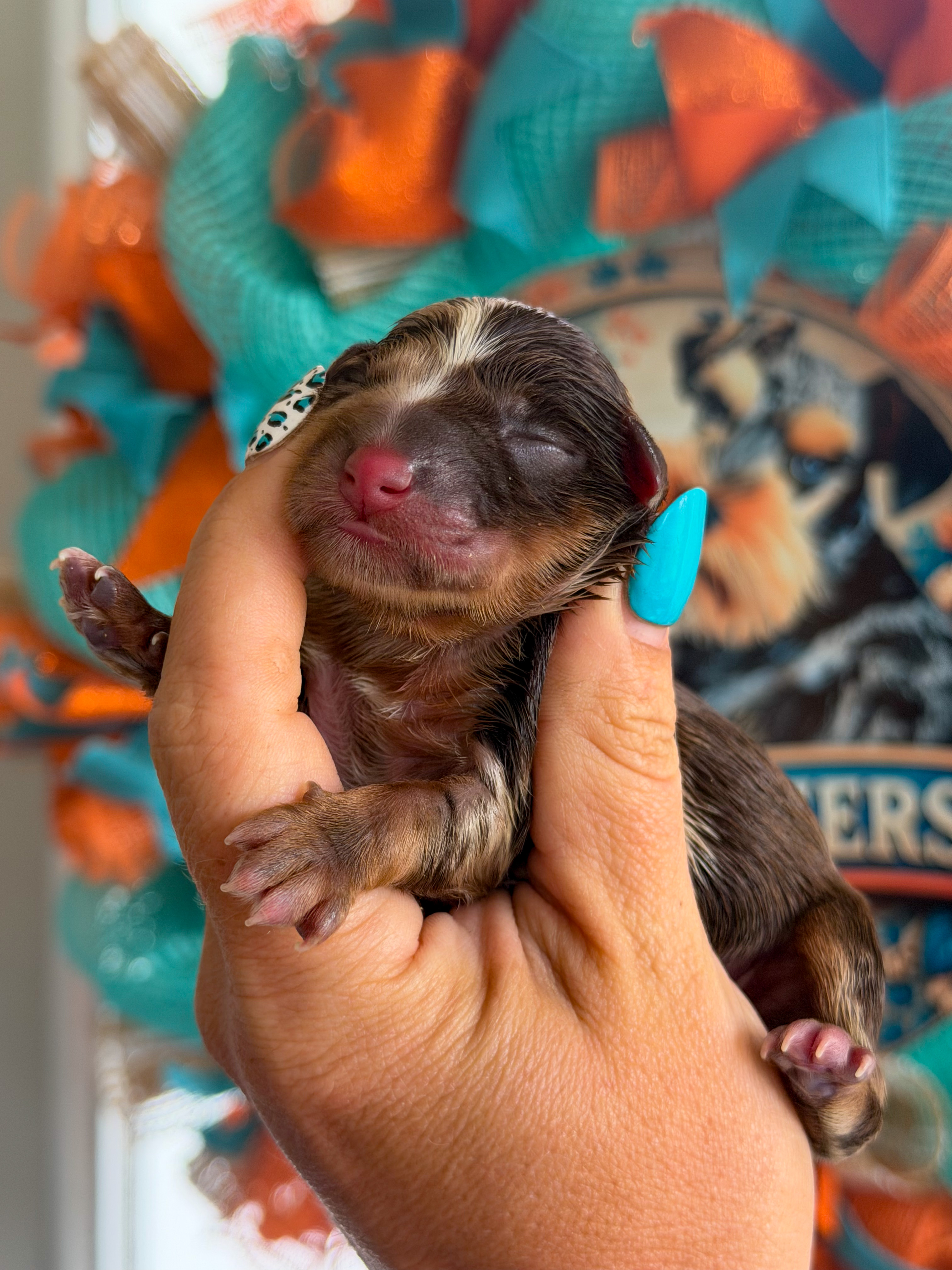 Glory from Reba and Ringo's litter