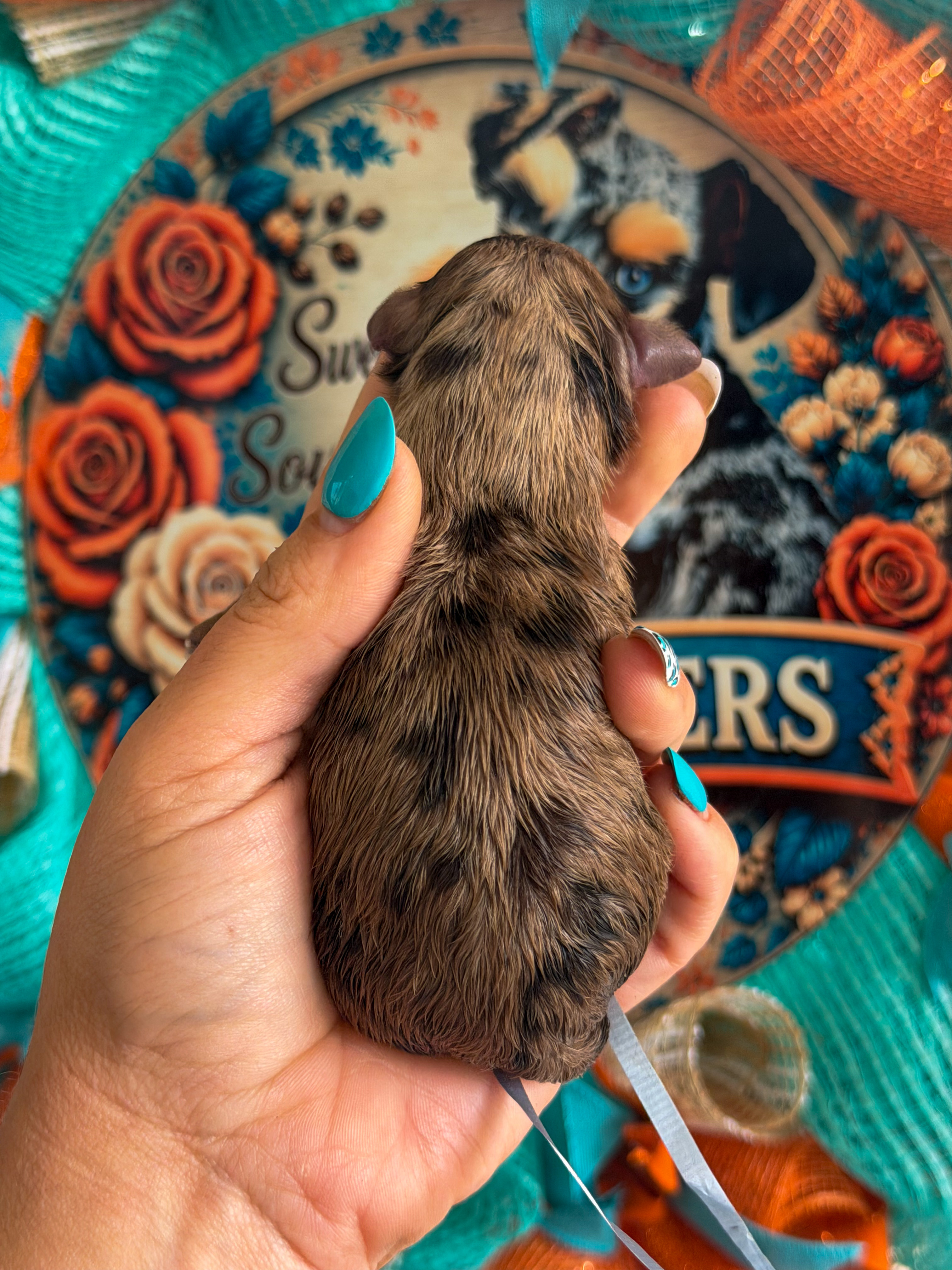 Second photo of Glory from Reba and Ringo's litter