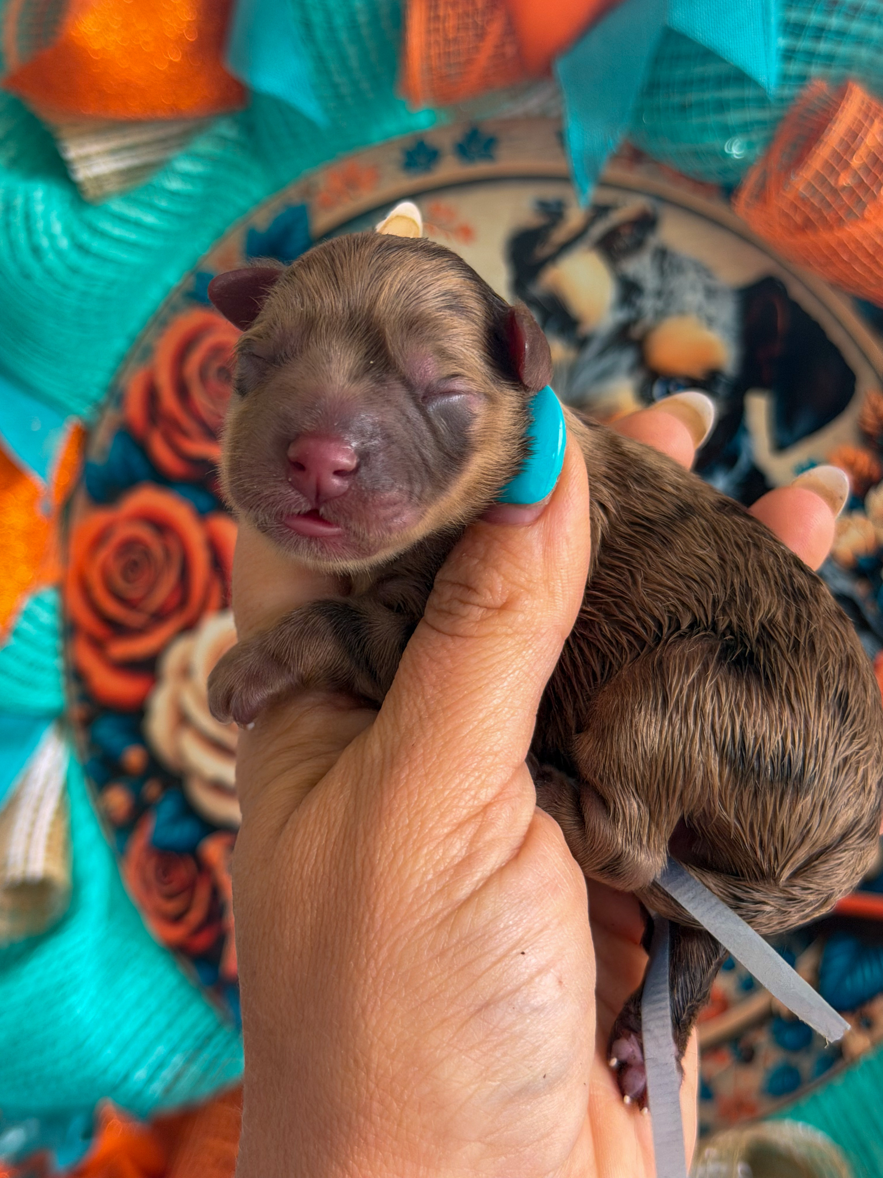 Liberty from Reba and Ringo's litter