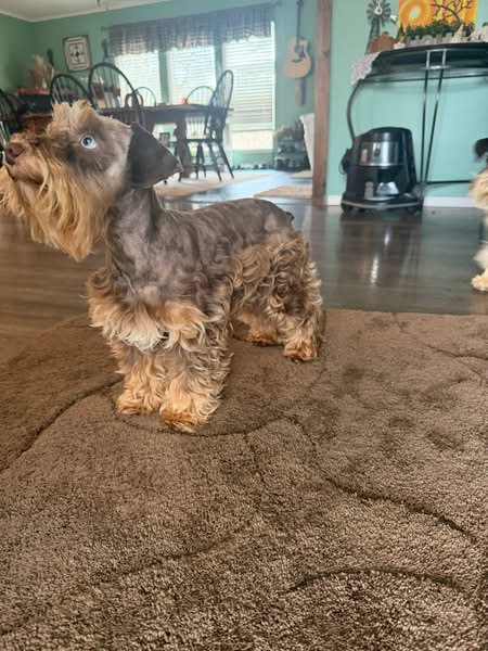 Reba standing in side profile, showing her flowing liver and rust coat