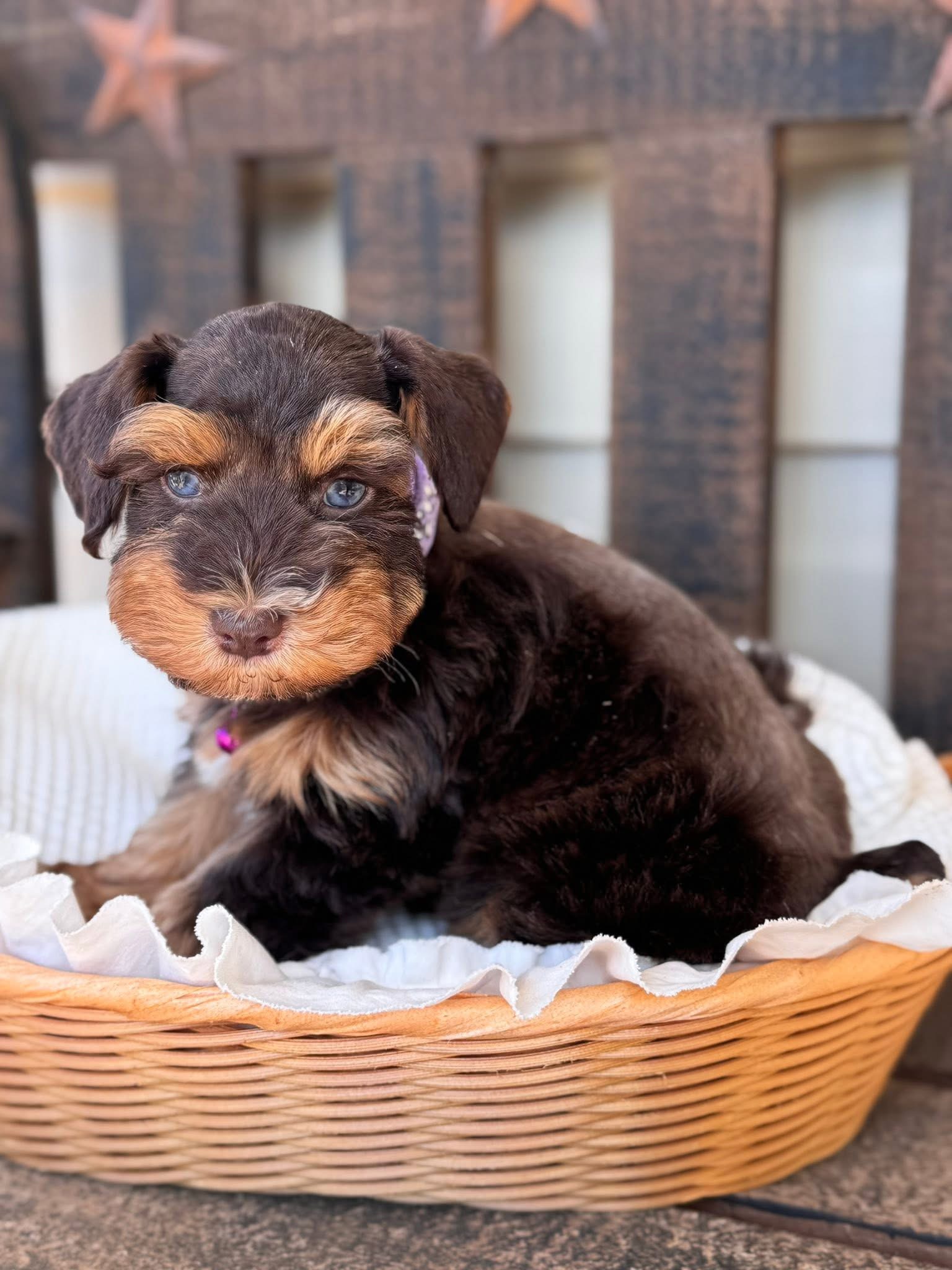 Reba as a tiny puppy nestled in a wicker basket lined with a soft blanket