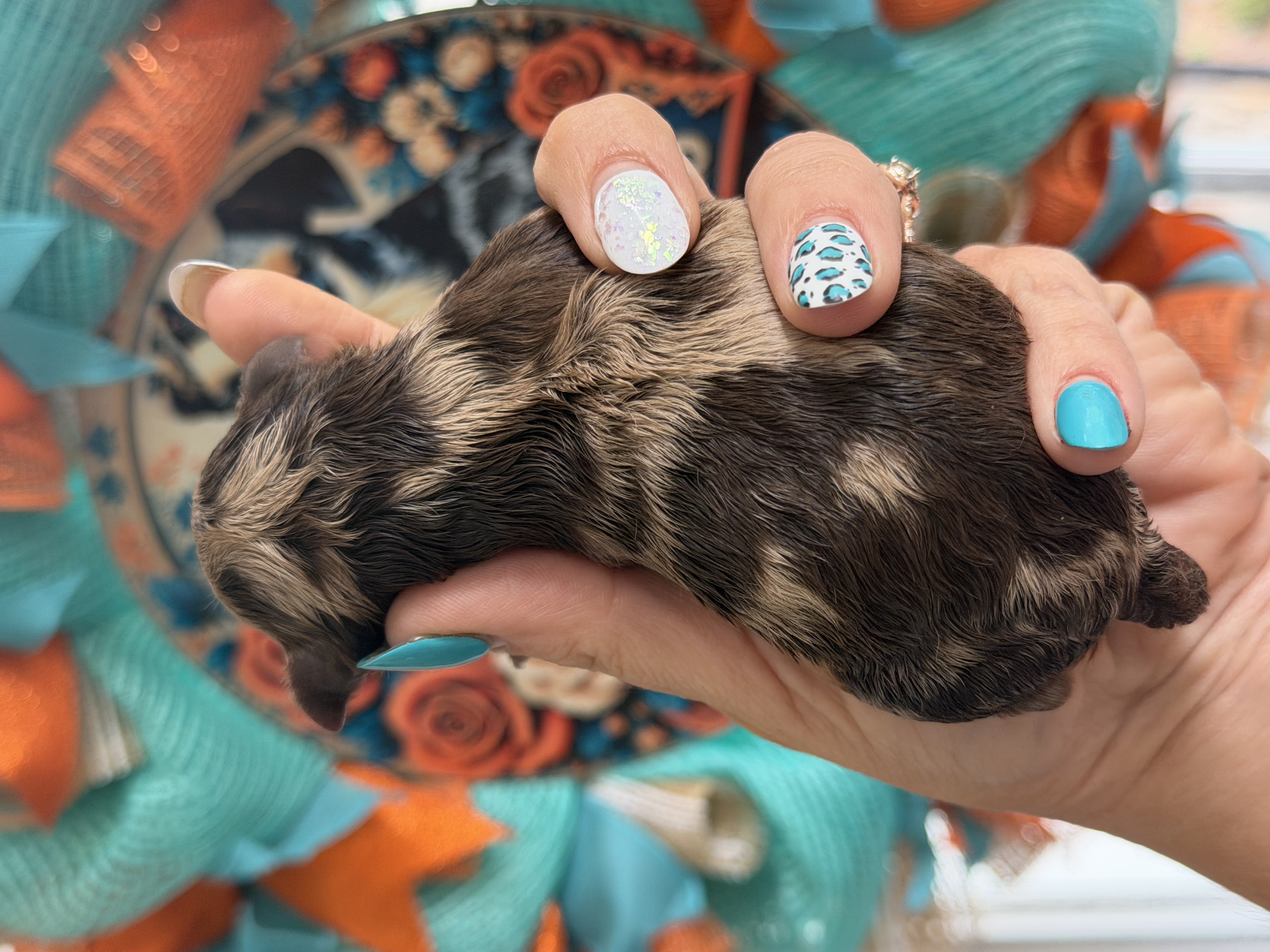 Valor from Reba and Ringo's litter