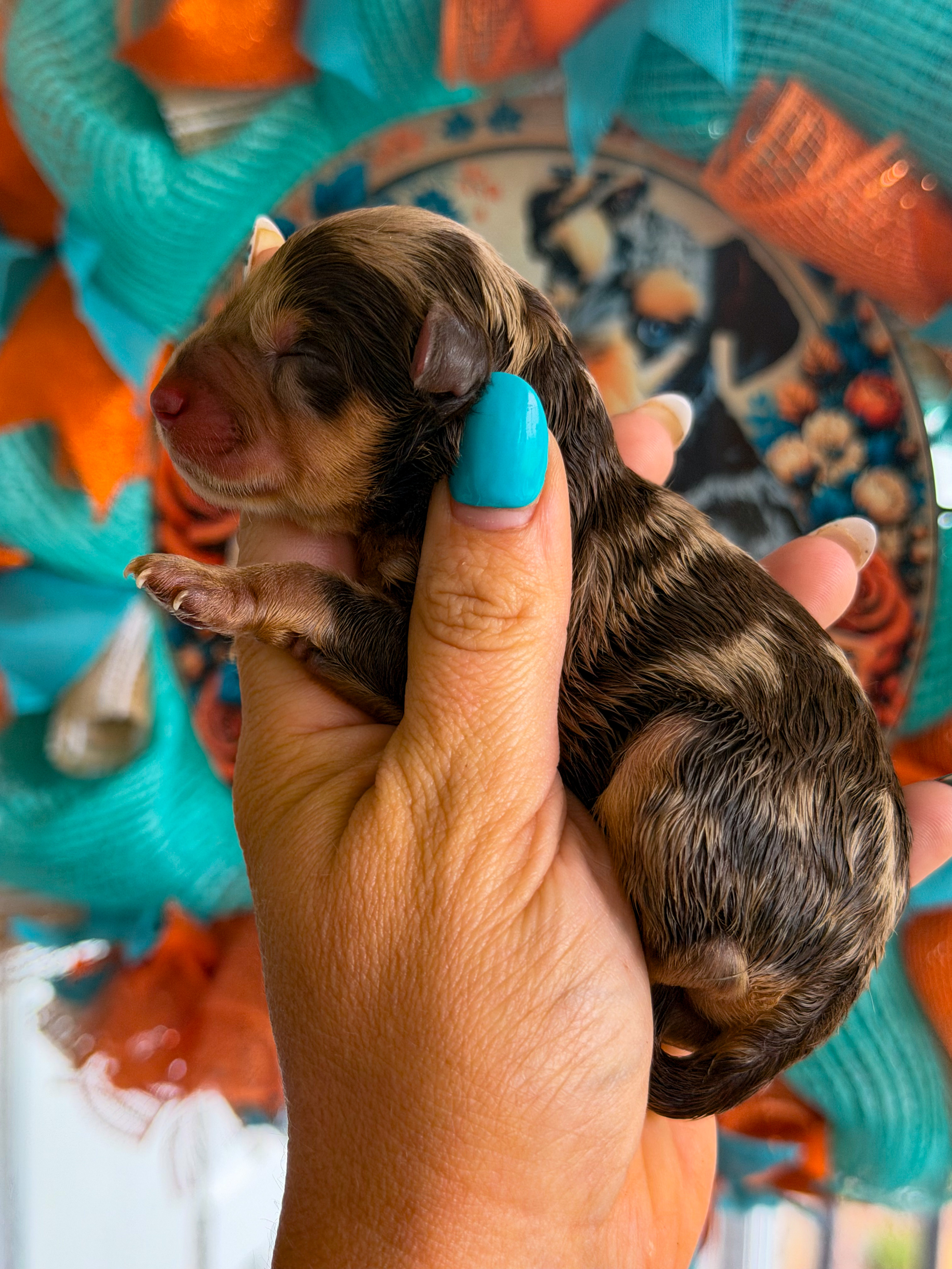 Second photo of Valor from Reba and Ringo's litter