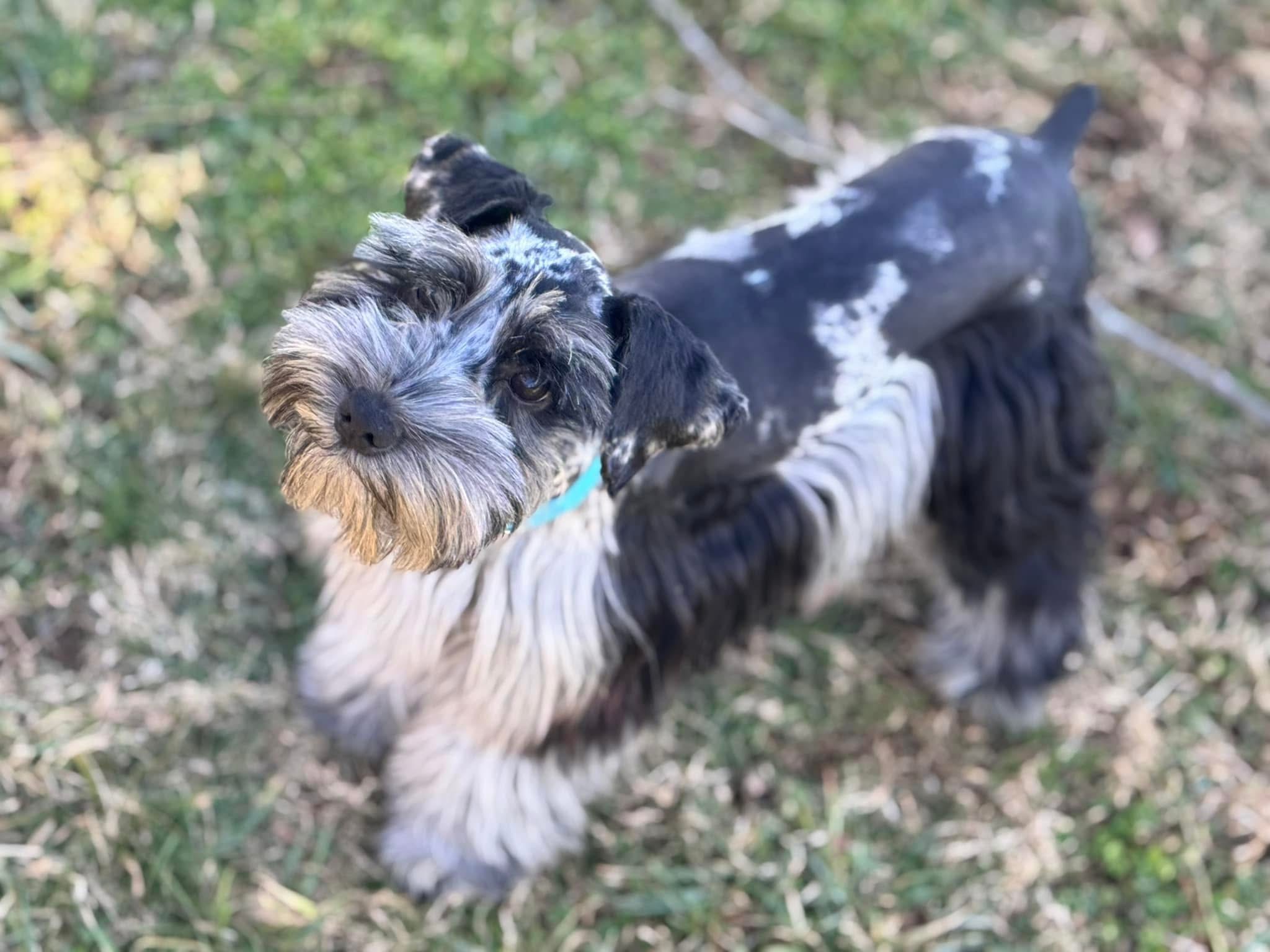 Close-up of Ringo’s face showing his silver beard and merle markings