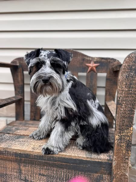 Ringo, a black and silver merle Miniature Schnauzer, sitting on a rustic wooden chair