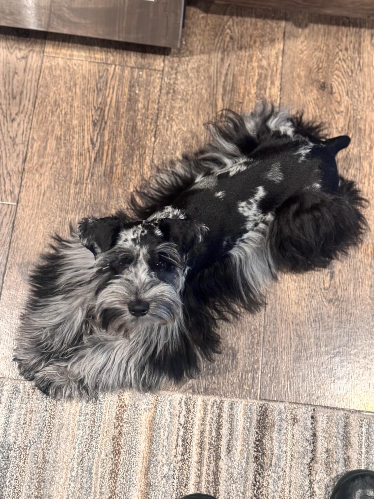 Ringo