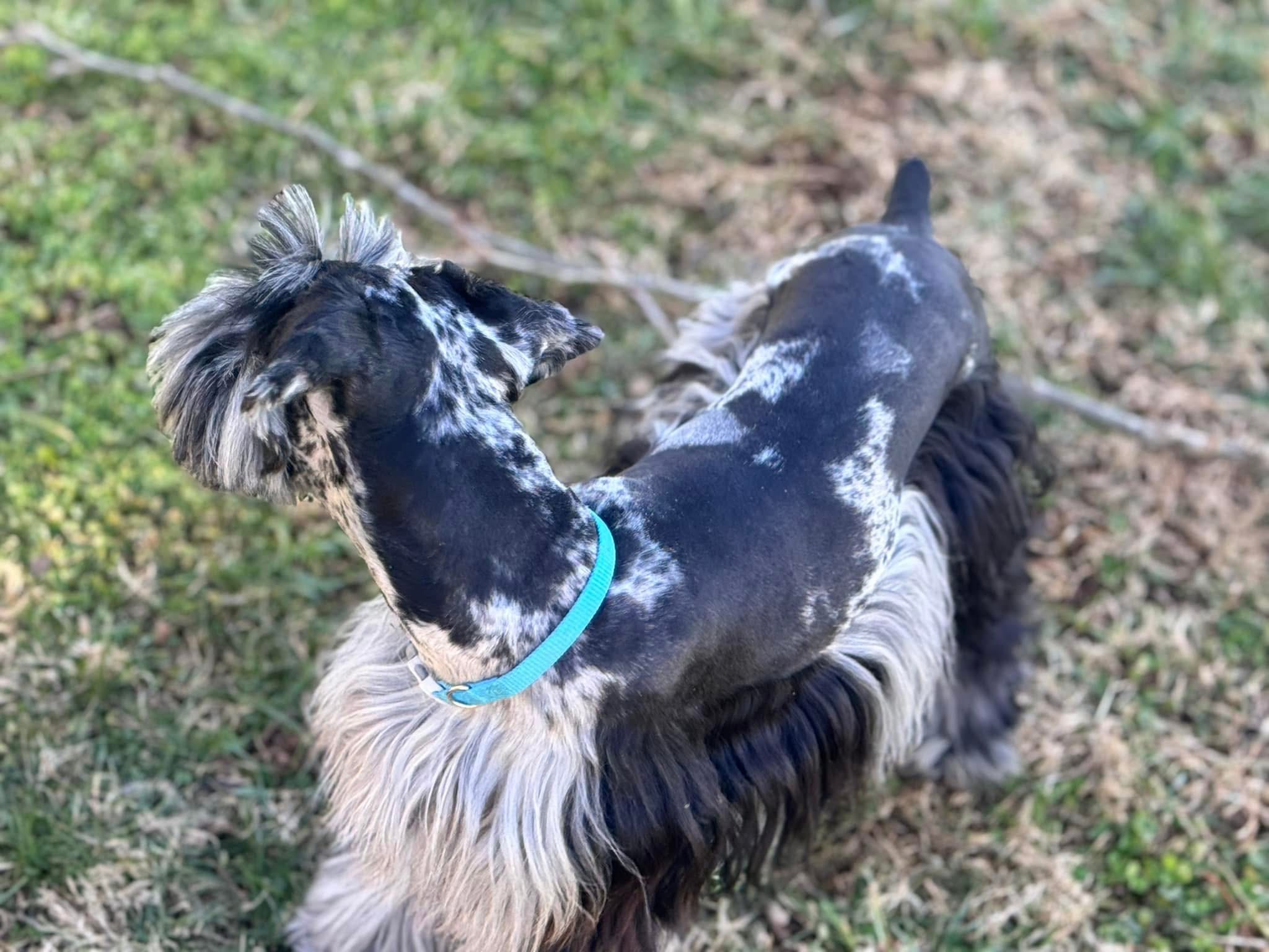 Overhead view of Ringo showing his distinctive black and silver merle markings