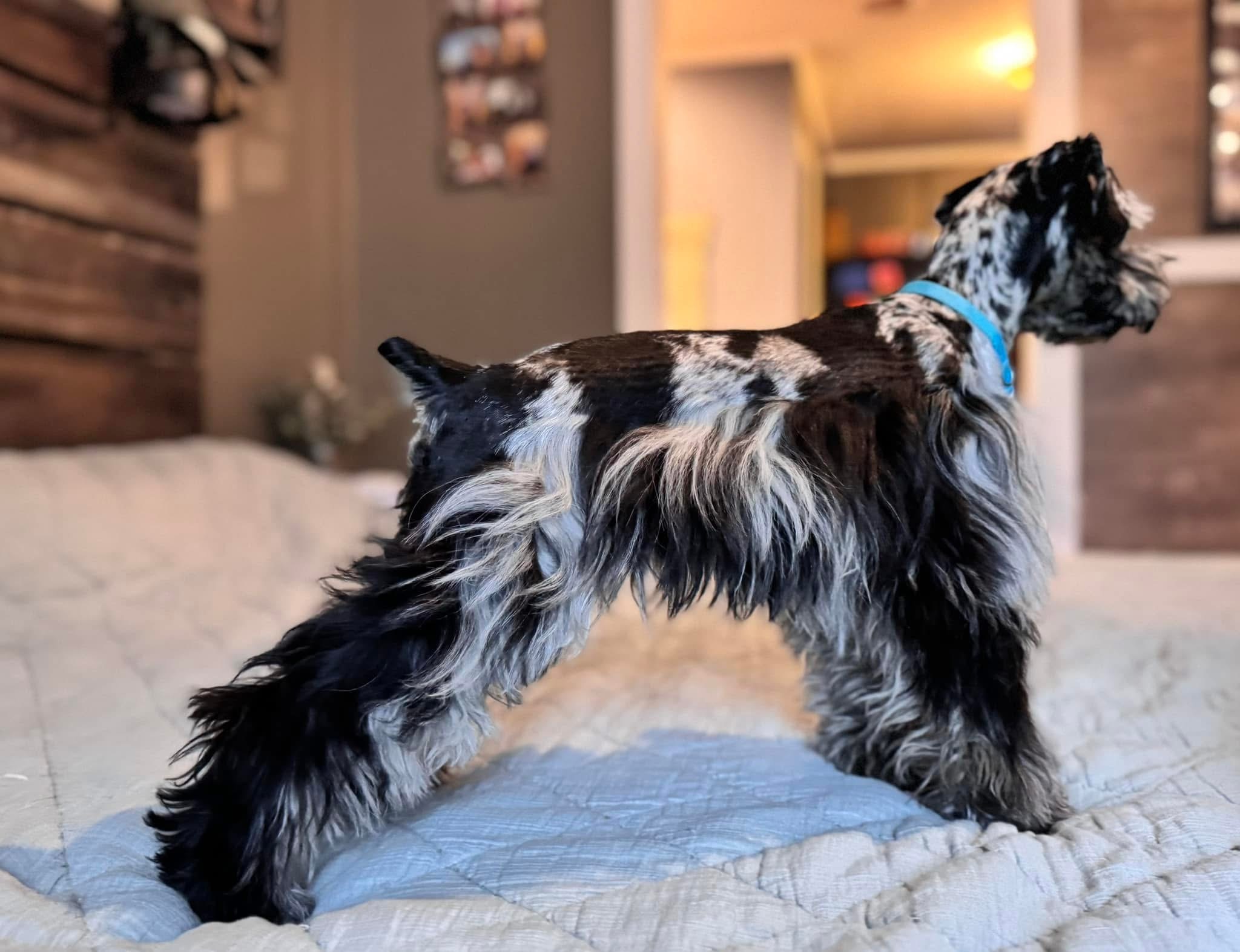 Ringo standing in full side profile, showing his flowing coat and merle pattern