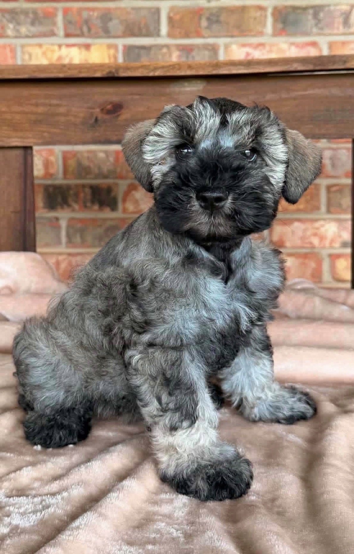 Sadie, a salt and pepper Miniature Schnauzer puppy with a plush mega coat, sitting on a soft blanket