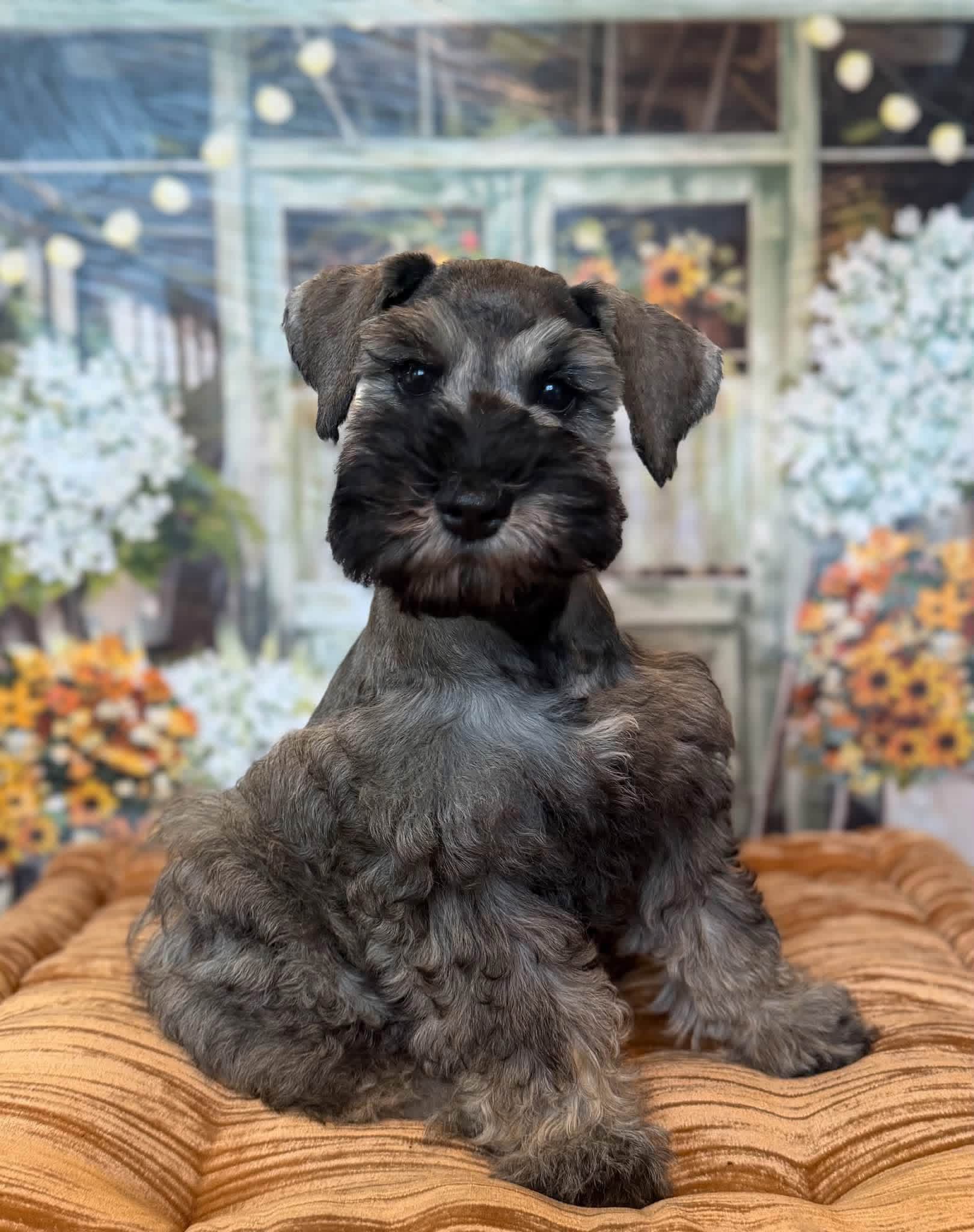 Sadie, a dark salt and pepper schnauzer
