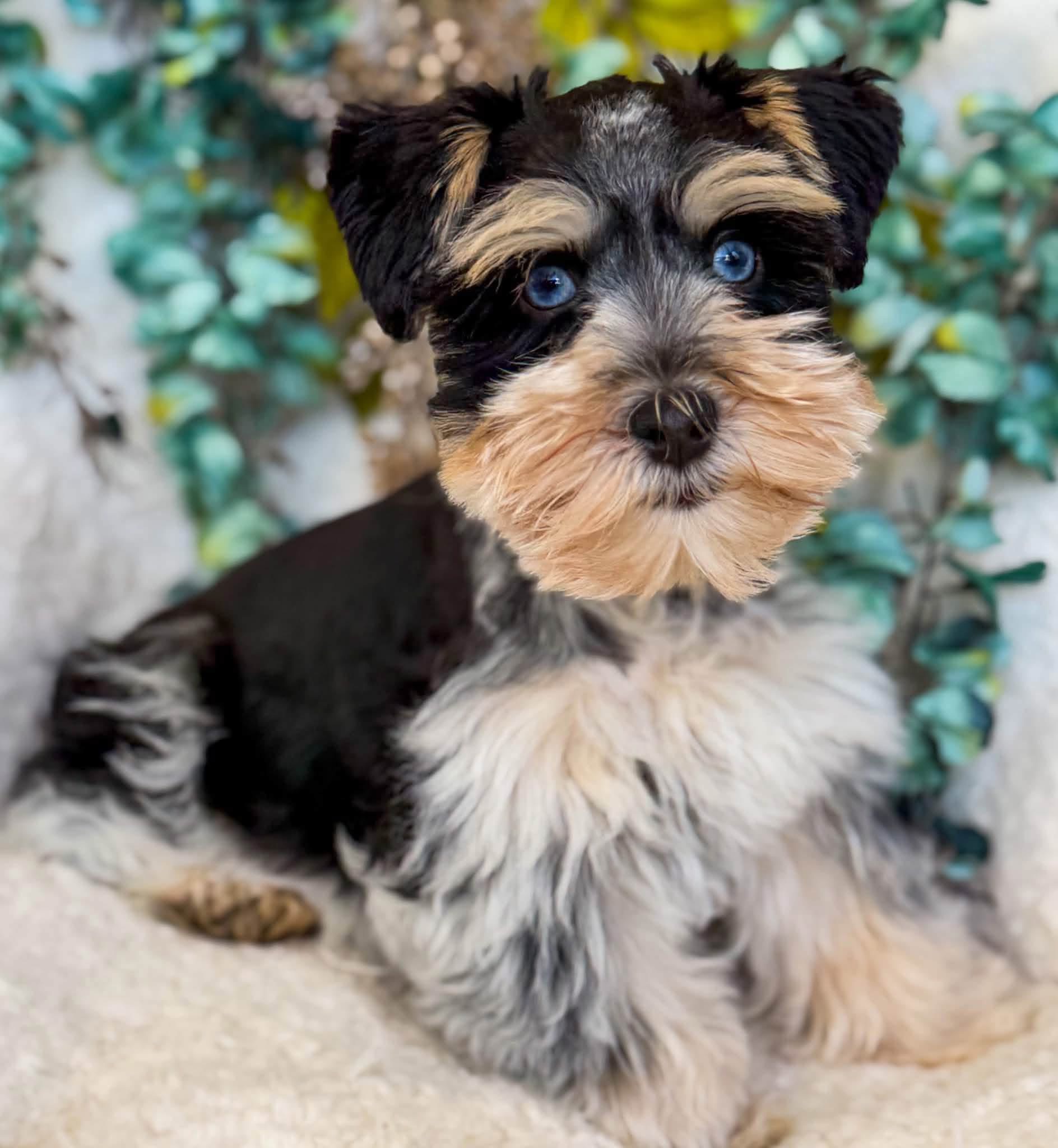 Blue-eyed Miniature Schnauzer with black, silver, and tan markings sitting in front of greenery