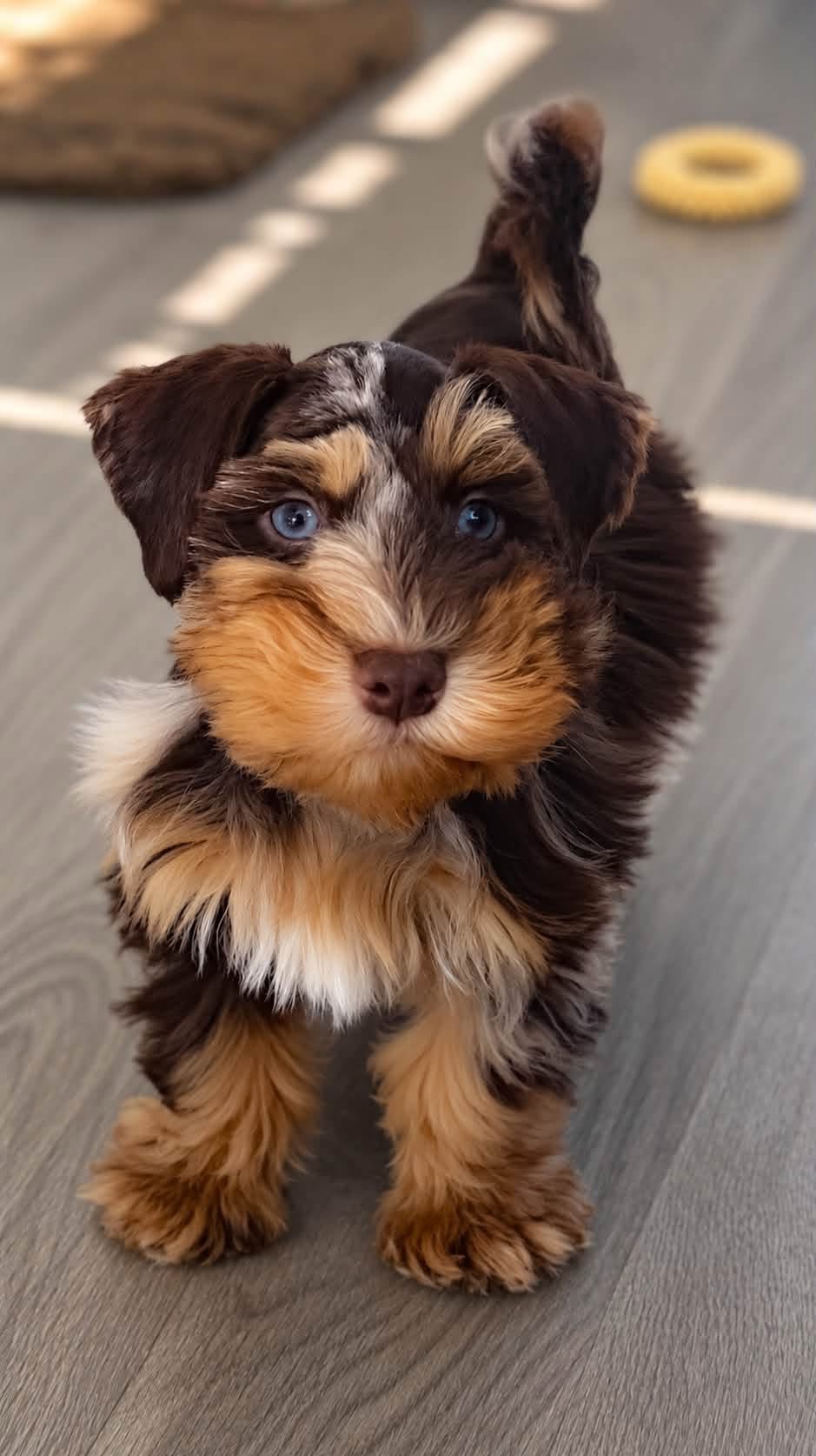 Chocolate and tan Miniature Schnauzer puppy with blue eyes standing on a wood floor
