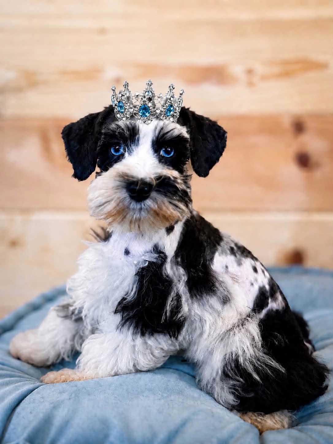 Black and white Miniature Schnauzer wearing a small blue crown while sitting on a blue cushion