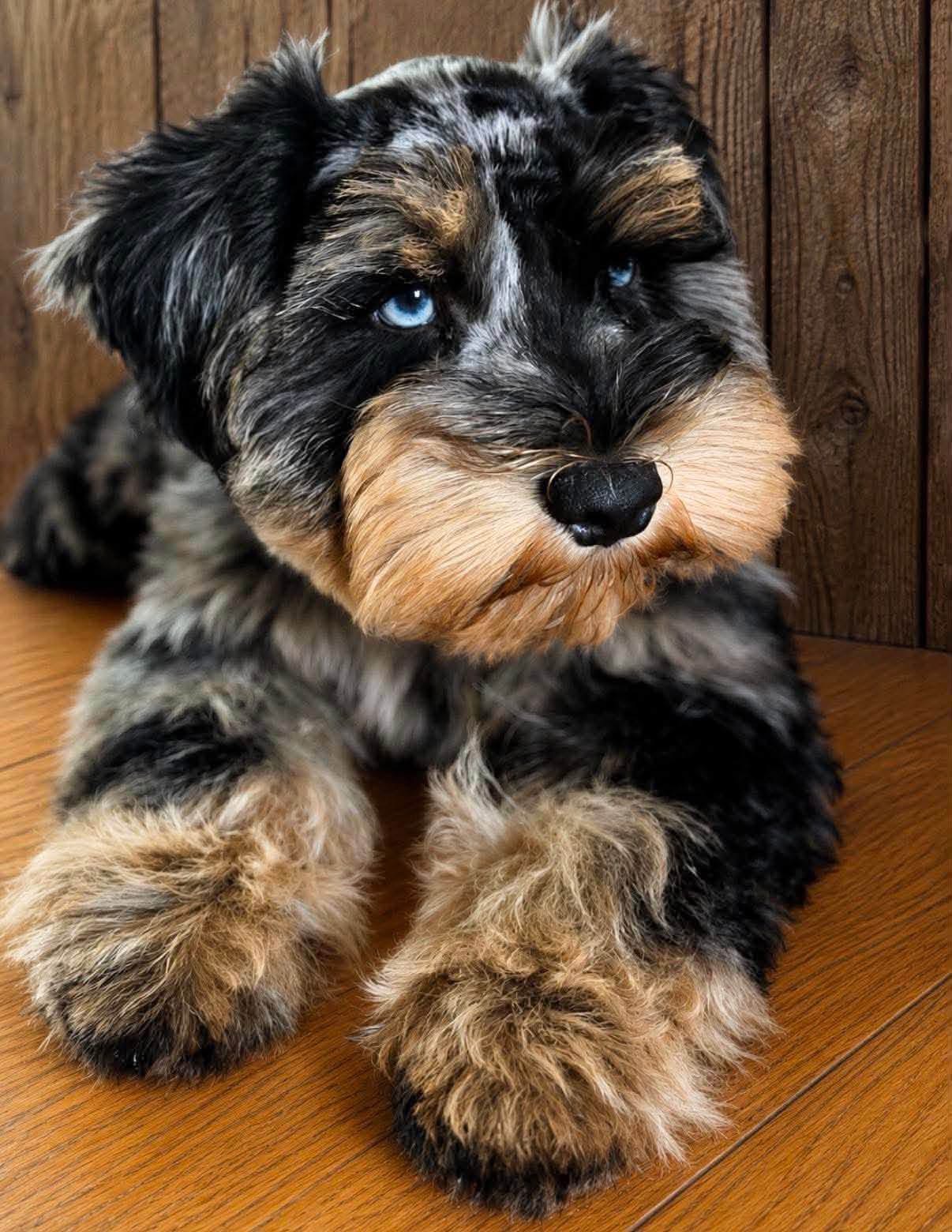 Merle Miniature Schnauzer with tan eyebrows and paws resting on a wooden surface