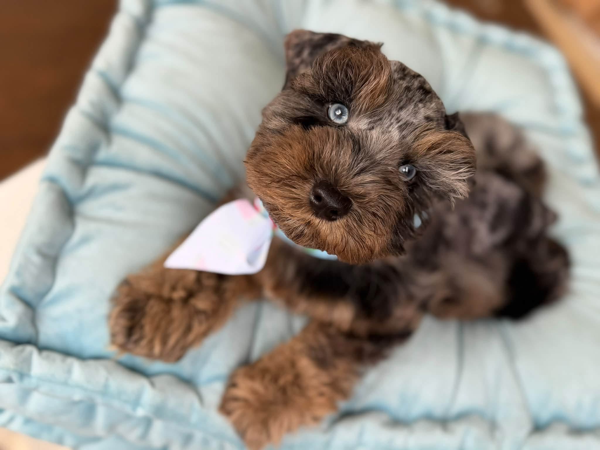 Chocolate merle Miniature Schnauzer puppy wearing a pink bow and looking up from a pale blue cushion