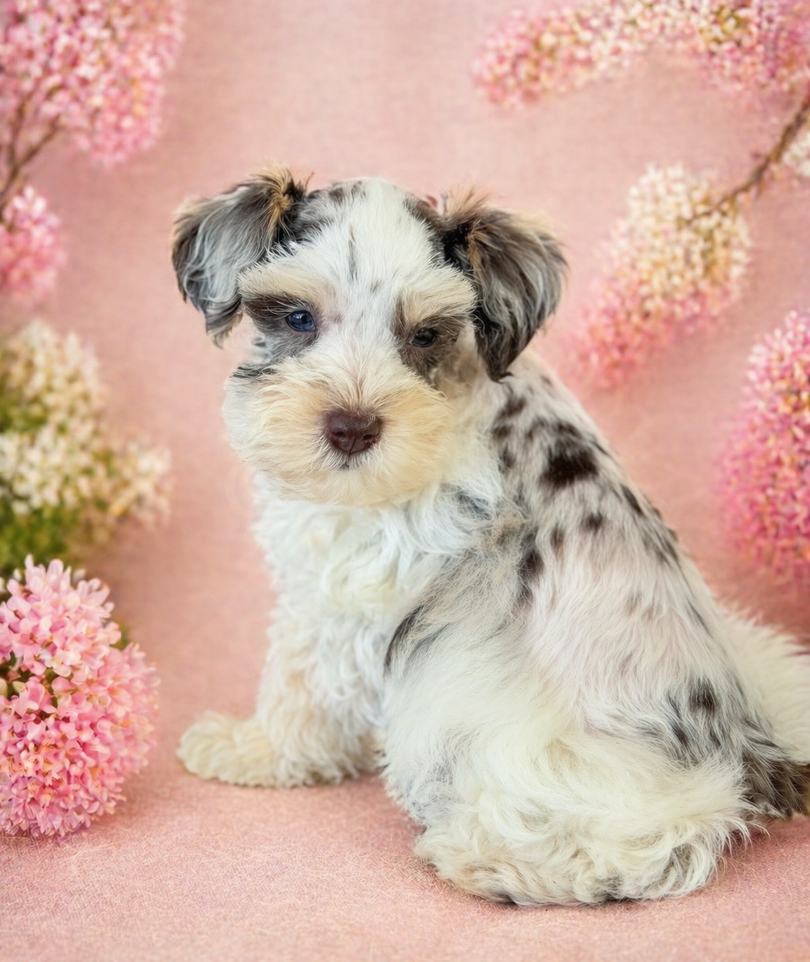 Merle Mini Schnauzer puppy posed with pink blooms
