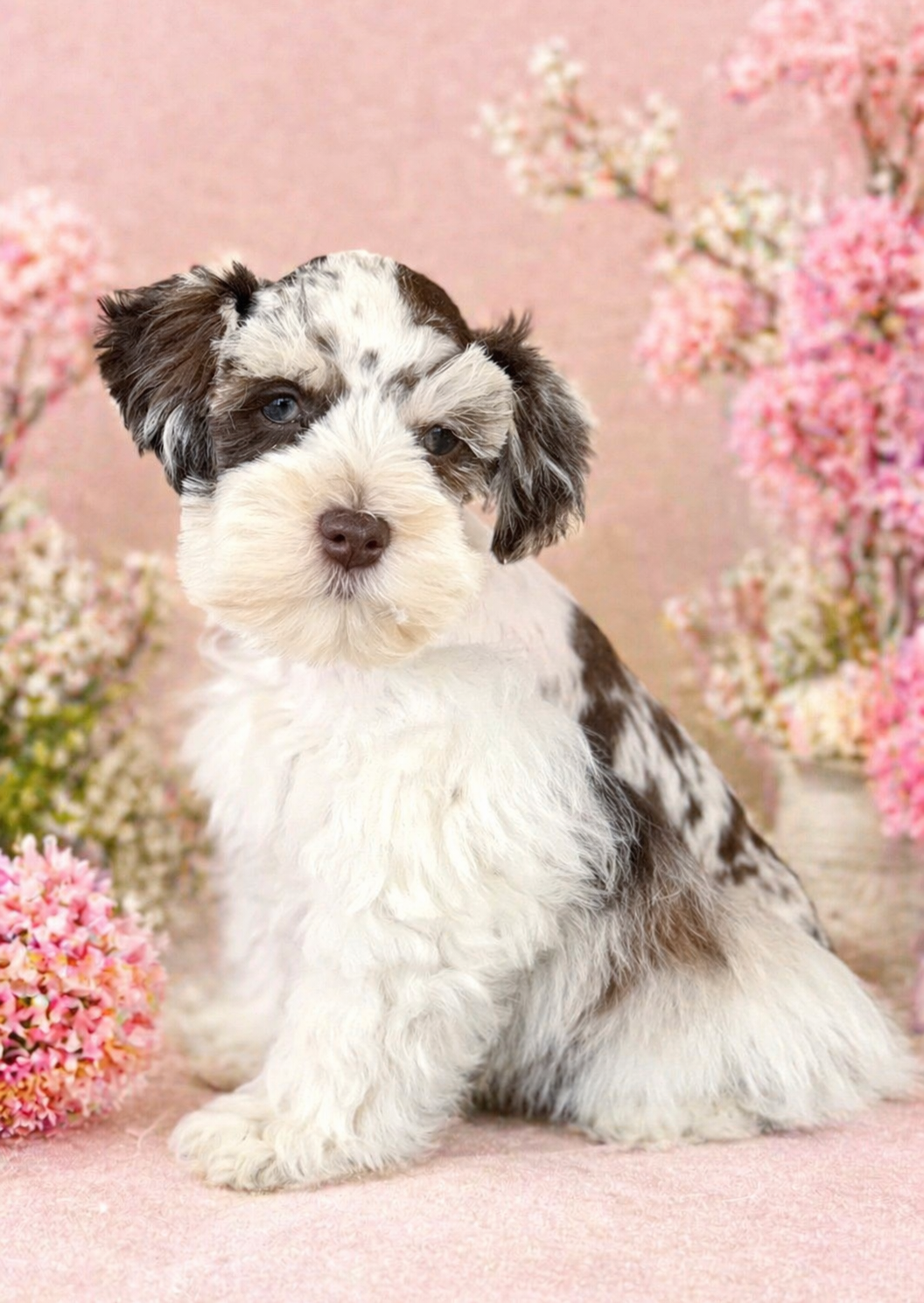 Merle Mini Schnauzer puppy sitting among pink blossoms