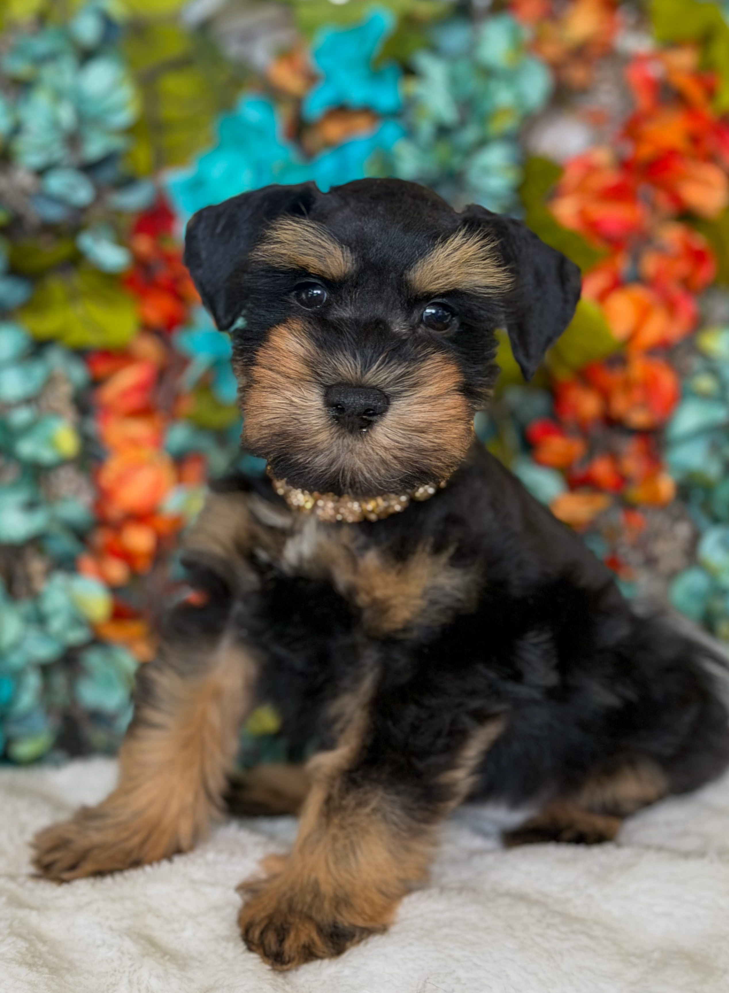 Available male puppy number 9 from Susie and Ringo's litter, 8 weeks old and 3.2 lbs