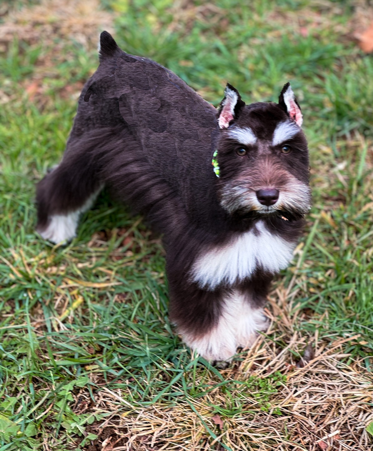 Susie trotting through the grass, showing her full liver and white coat, white chest blaze, and soft silver markings