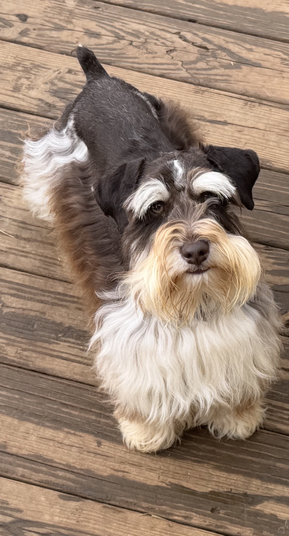 Overhead view of Theodore showing his liver parti roan coat and white chest
