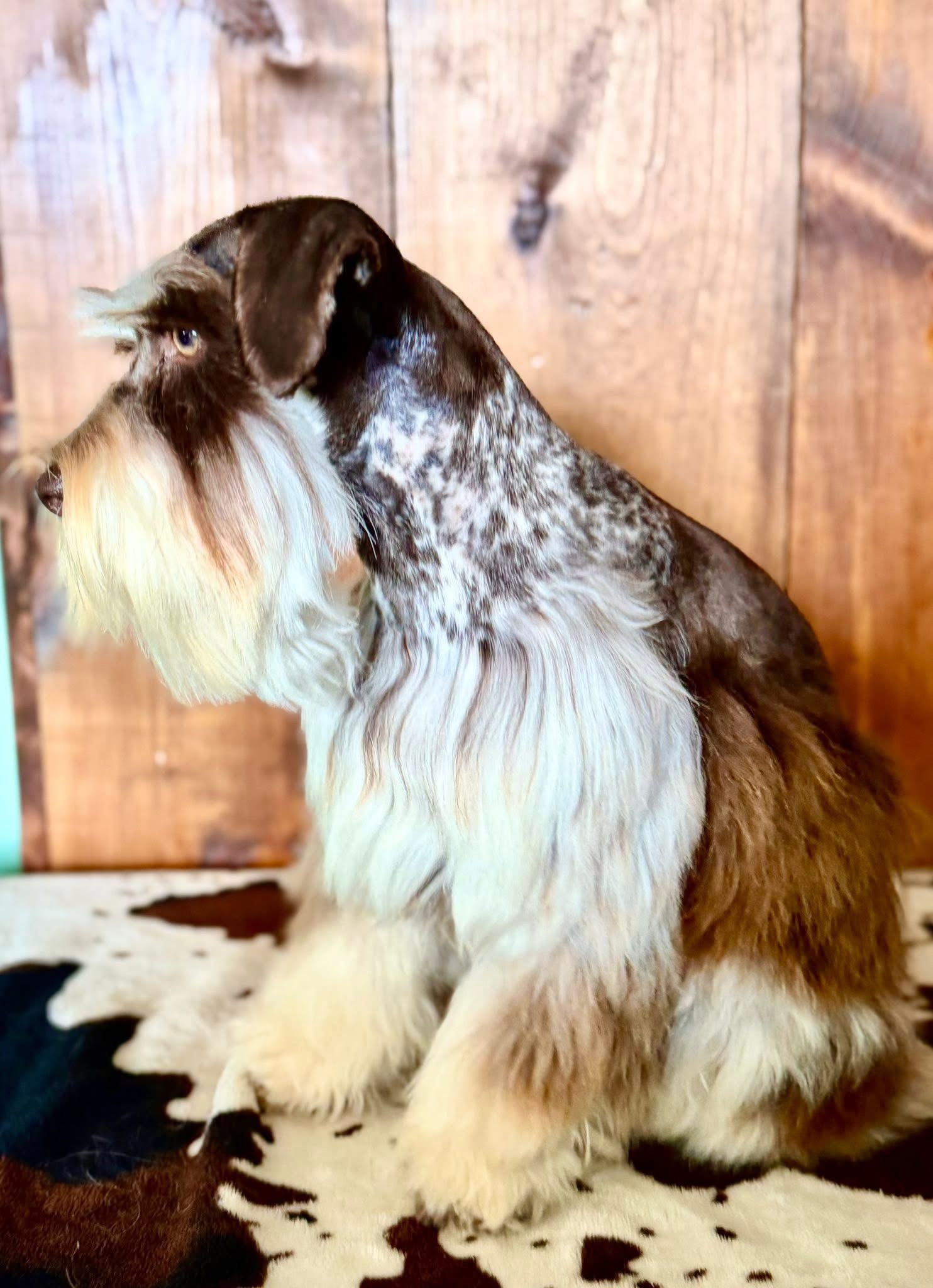 Theodore standing in side profile, showing his full liver parti roan patterning