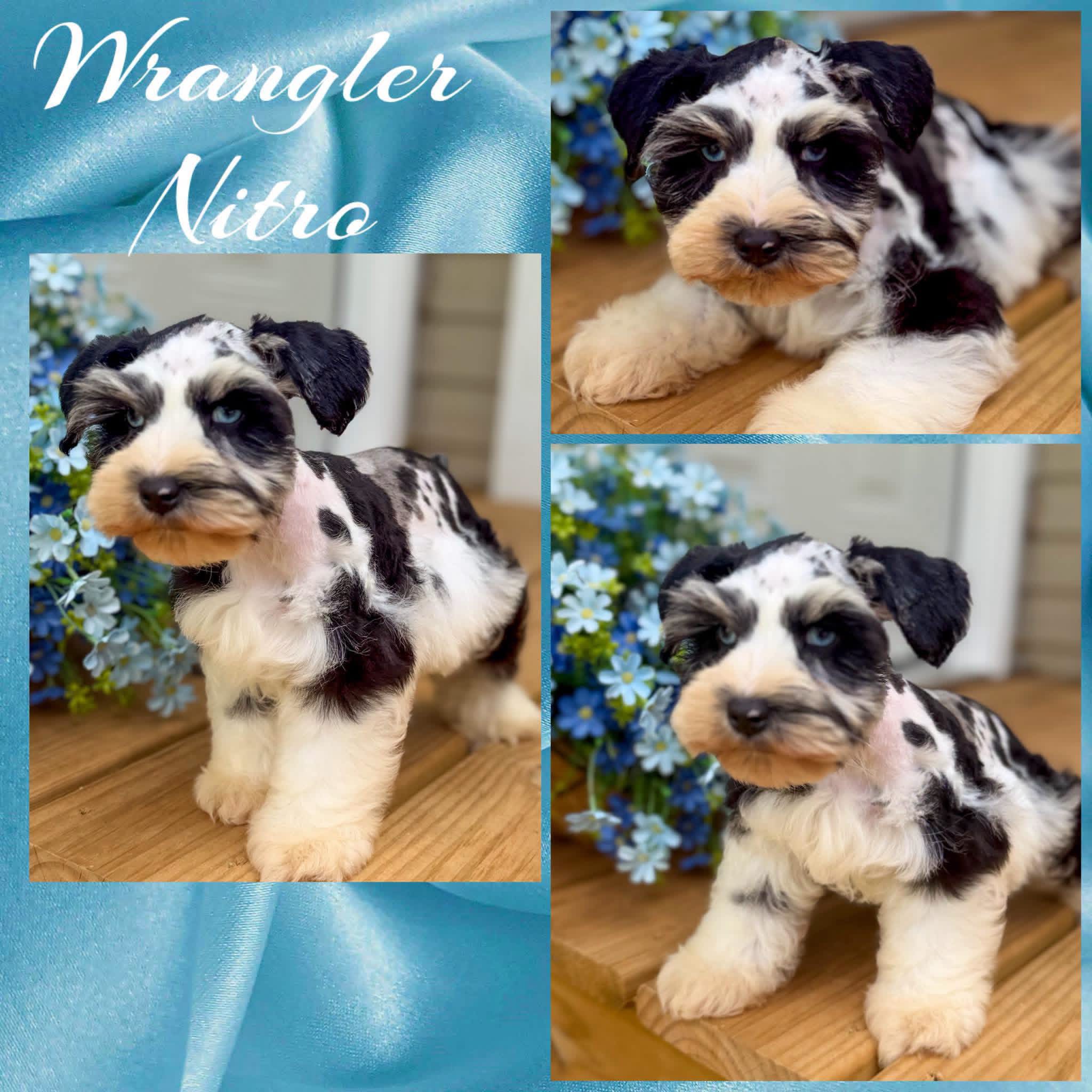 A collage of Wrangler posing beside blue flowers, highlighting his harlequin pattern, full furnishings, and bright blue eyes