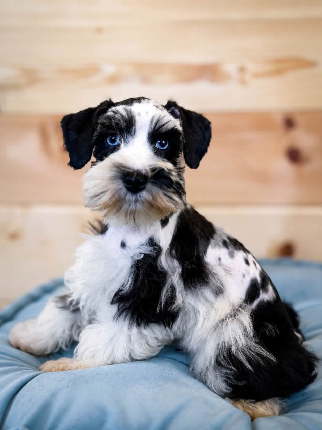 Wrangler, a harlequin Miniature Schnauzer with two vivid blue eyes and a plush mega coat, sitting on a pale blue cushion