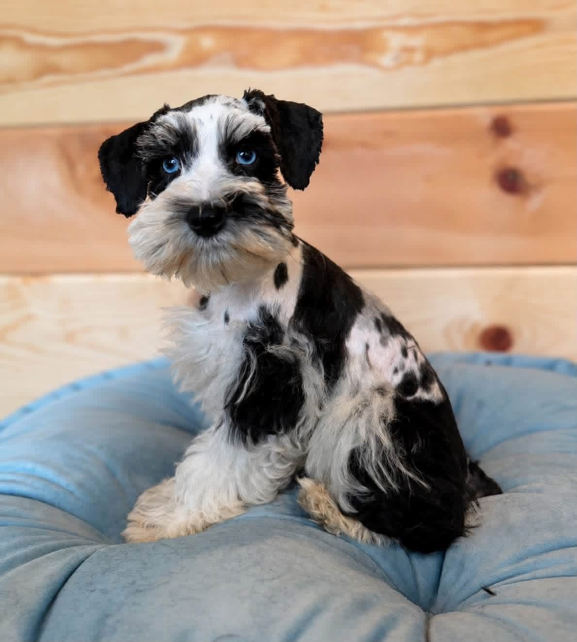 Wrangler sitting against a warm wood backdrop, showing his crisp black and white harlequin markings and double blue eyes