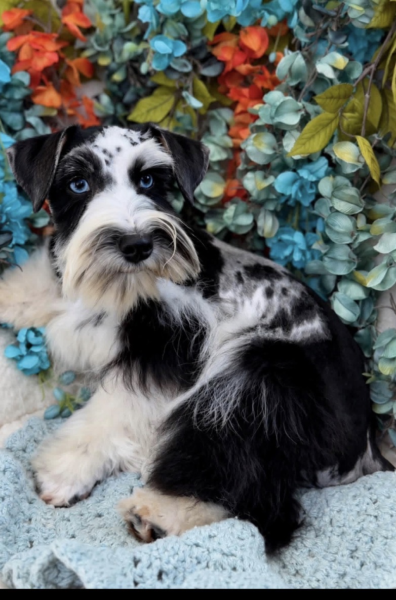 Wrangler, a Merle harlequin schnauzer